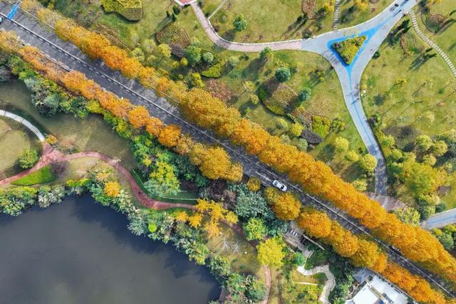 轨道直达！重庆“顶流”梧桐大道已经美到next level了！