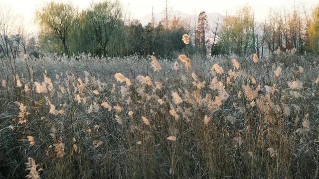 芦花飞雪！比人高+多机位！青岛氛围感芦苇荡初冬打卡地