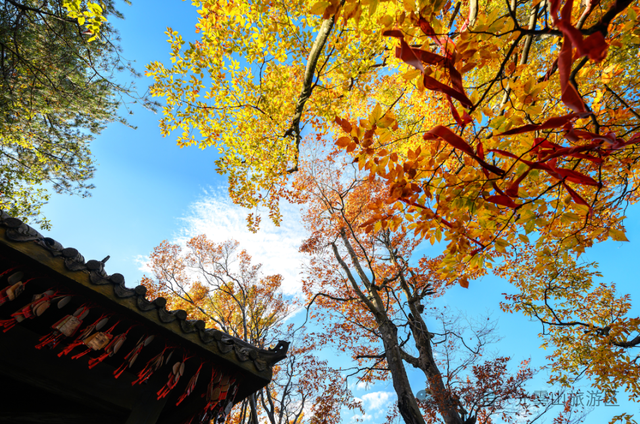 宝子你听我说，近期天气好、红叶美，光雾山可以冲了!