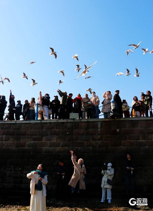 蓝天白云间“名场面”：海鸥翩跹，人鸥同乐