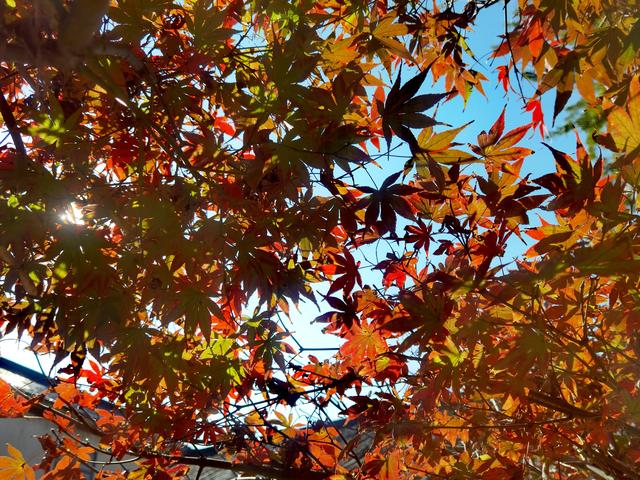 浙江:千年“银杏皇后”在长兴