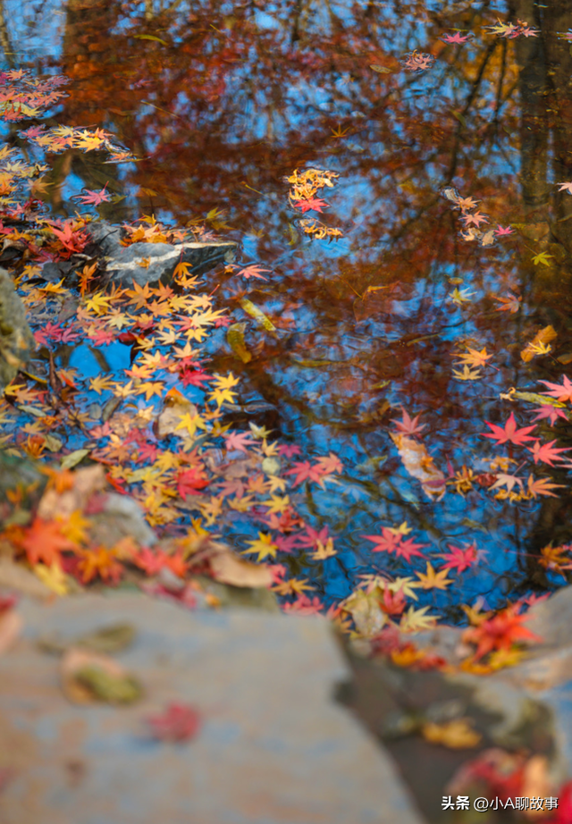 又一5A景区官宣永久免费！年入数亿，关键是秋天美到词穷！