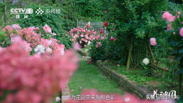 蒙自花开上央视！诚邀晒图，评论区专“宠”鲜花！