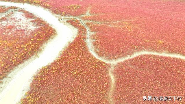 分享一个免费的红海滩，景色一点不差盘锦红海滩，