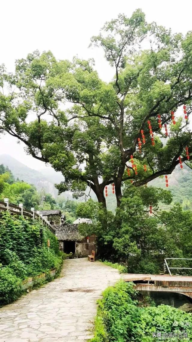 这座温州最具桃源的古村，避暑佳地，你可去过？