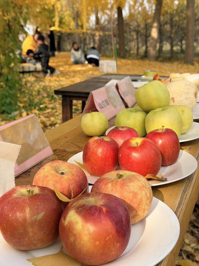 金黄秘境藏乡野!菏泽鲁西新区马岭岗镇慕禾生态园银杏成秋日打卡顶流