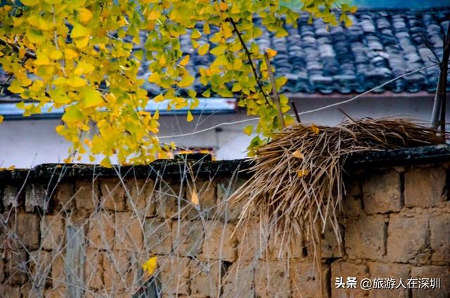韶关南雄银杏之约，2天1晚赏秋游玩全攻略，体验独特的秋日故事