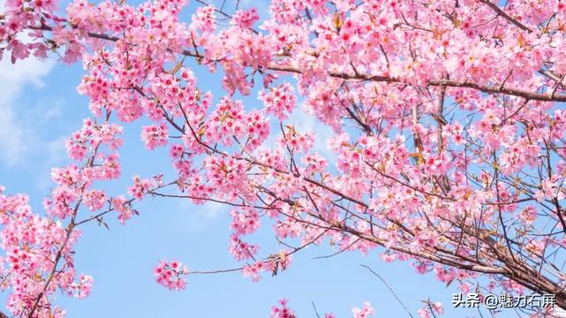 冬日里的粉色浪漫：异龙湖畔冬樱花盛开