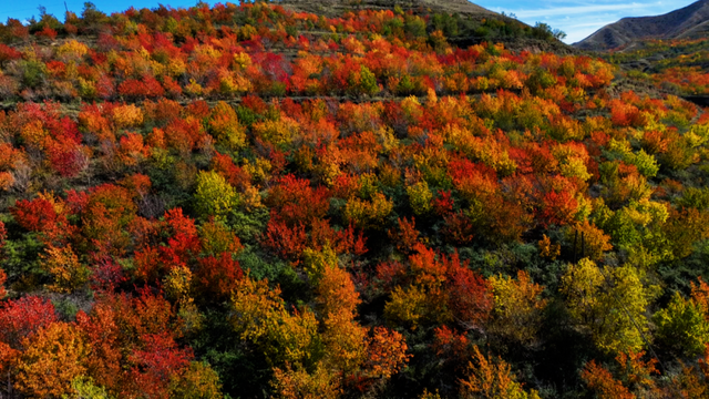 【白银文旅】冬已至秋渐远，再赏一波靖远的秋