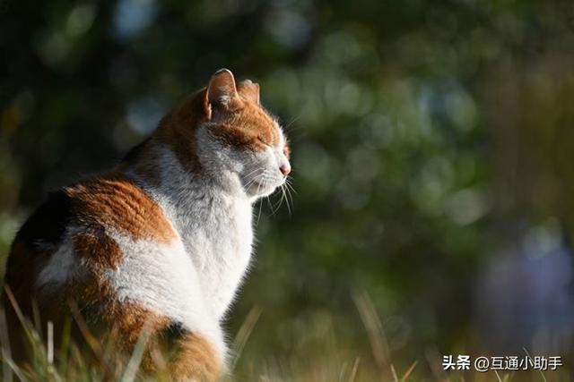 尼康Z卡口超远摄变焦镜头——NIKKOR Z 100-400mm f/4.5-5.6 VR S 评测