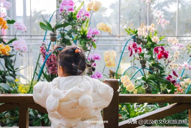 万株兰花盛放，2026赏花季，来了！