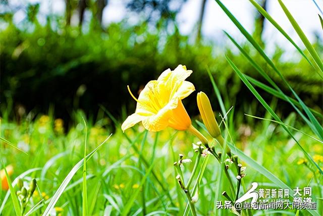 探访萱草花园 邂逅夏日浪漫