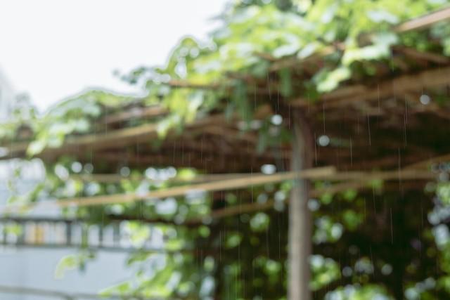 你来时，携风带雨，乱我四季，你走时，草木凄然，风月荼靡