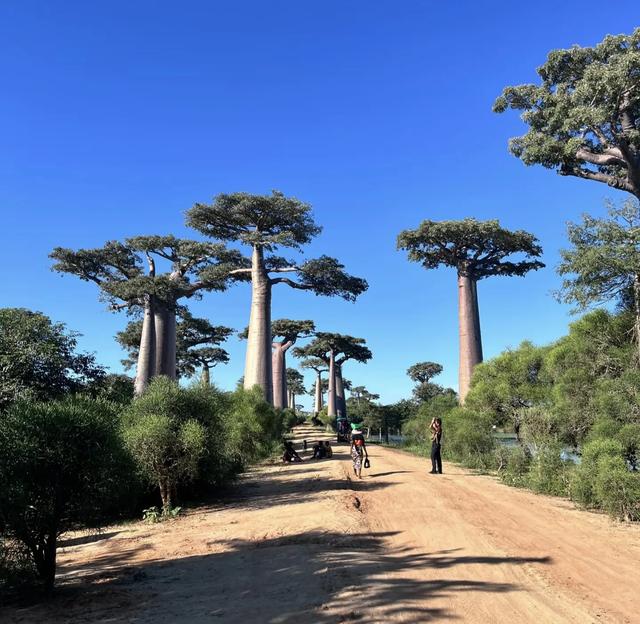 马达加斯加，这是世界第四大岛，花儿与少年来这旅行了