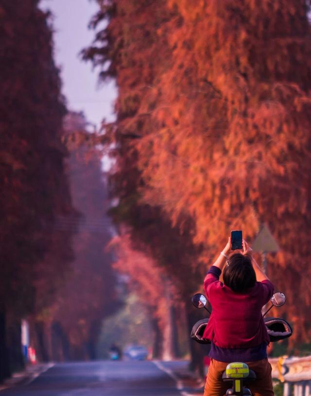 图集|三水乐平落羽杉美如画，邀您赴冬日浪漫之约