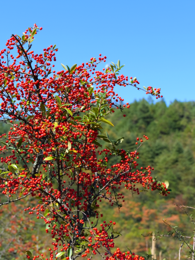 千野草场火棘红妆限定！📸随手拍电影感，冲！