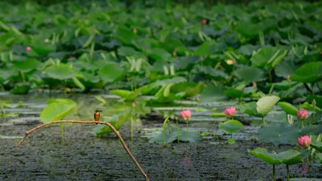 发现丰台之美 | 再会啦，丰台的盛夏