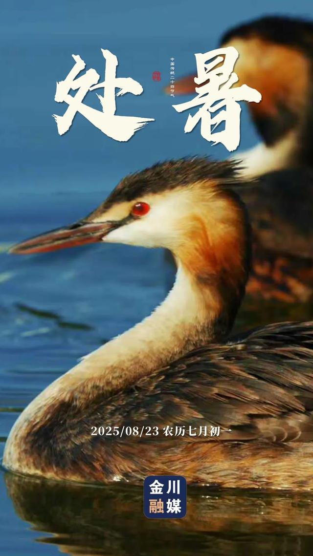 原创海报 | 处暑至 秋意浓！金川融媒邀您共赏初秋之美