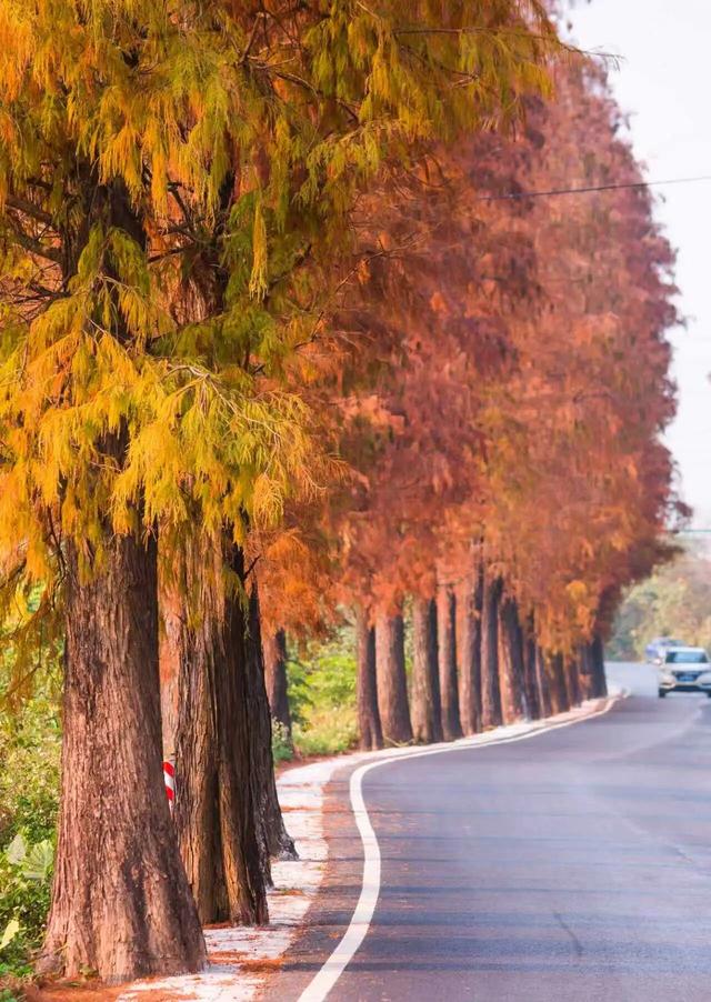 图集|三水乐平落羽杉美如画，邀您赴冬日浪漫之约