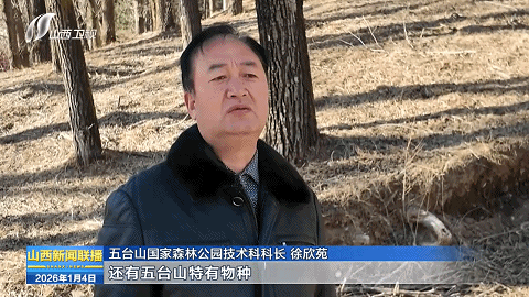 五台山：“垂直生命带”上的植物园