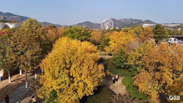 【绿色打卡地】处处皆美景，初冬的世博园被焦糖色填满