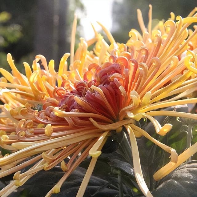 国庆旅游推荐 | 西安植物园邀您共赴秋季花宴