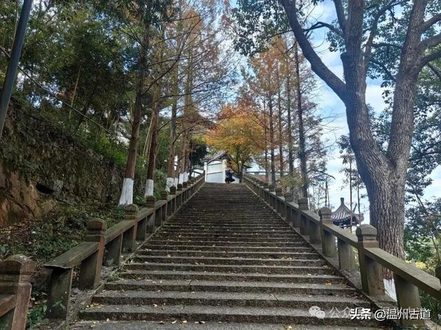 一树金黄，满城风雅！温州这棵著名的古寺银杏再不去就要落叶了