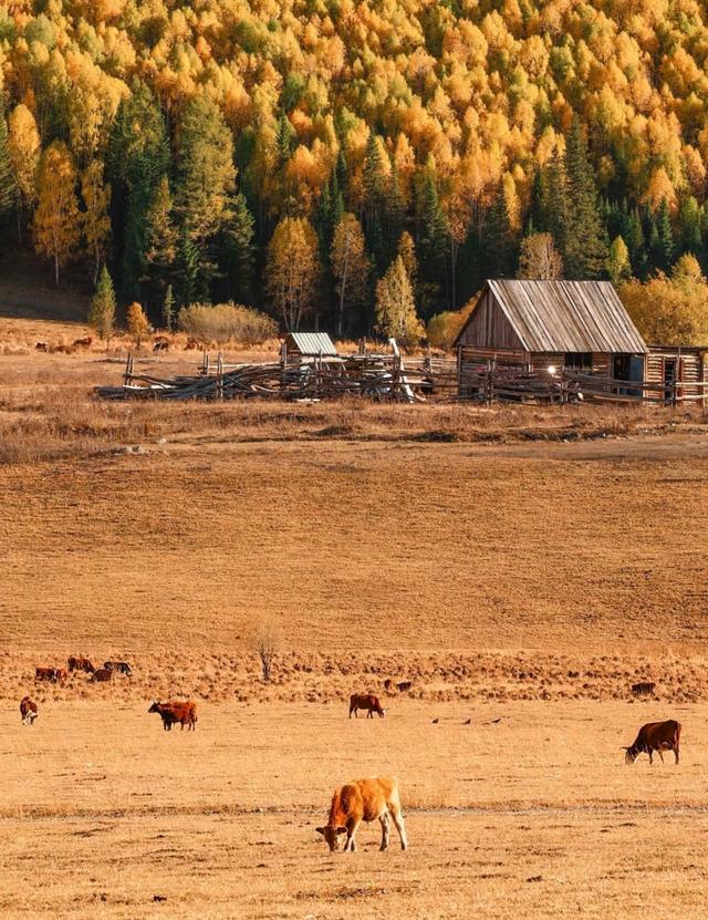 我是上海人，旅游景点喀纳斯，游神仙湾遇晨雾散后见彩石碧水