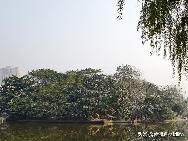 四川行(75)广汉②金雁湖公园·黑塔街·龙居寺