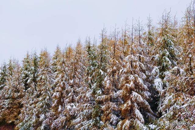 武山县四门麦山：秋红映雪