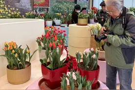 20个新品种亮相！北京郁金香文化节开幕图片