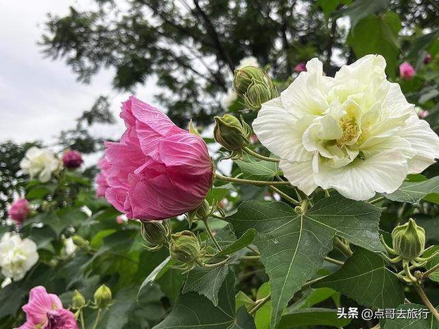 成都芙蓉花开爆了，成都人的私藏，不要门票，冷门却超级惊艳！