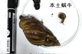 不要碰！不要碰！不要碰！福州多地又发现了！严重可致命图片