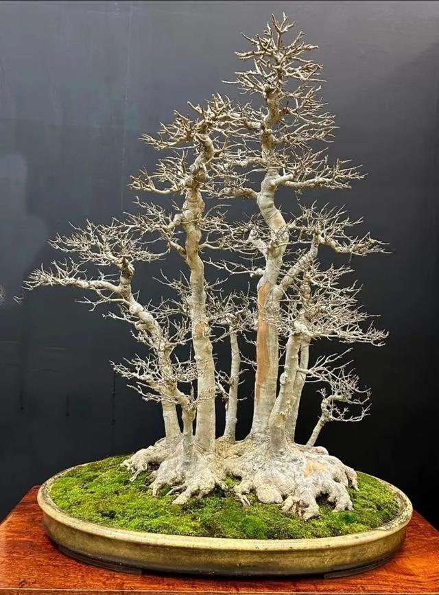 丛林盆景制作技巧｜把“微型森林”搬回家，丛林盆景这么做超简单
