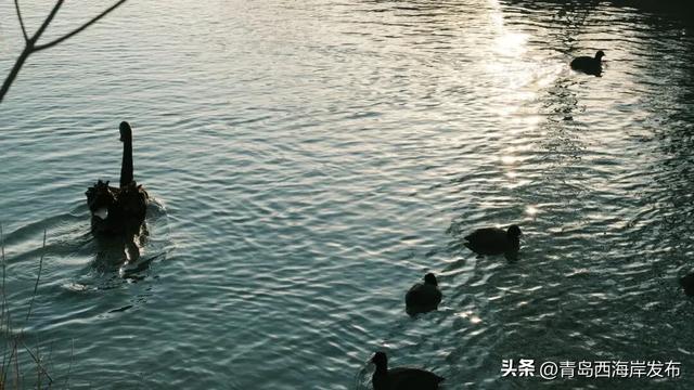 超级出片！西海岸这片芦苇荡氛围感拉满！