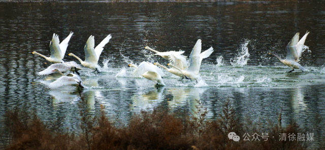 汾河清徐段变美啦，天鹅都赶着来“打卡”