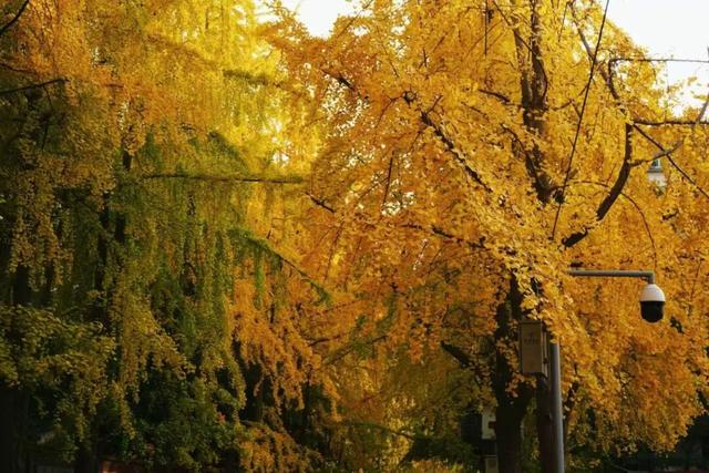 成都银杏即将进入最佳观赏期！2025银杏观叶指数新发布→