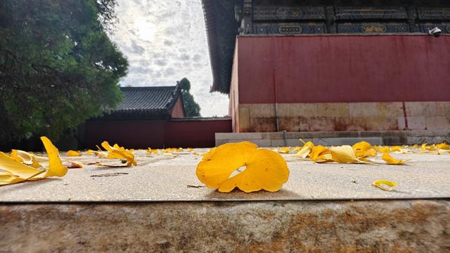 千年银杏树酣畅淋漓向世界宣布：我来过，我灿烂过！