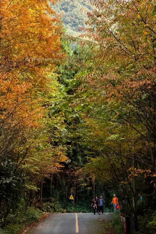 秋日限定！都江堰蒲虹路赏枫，0元小众无路人，快收藏！