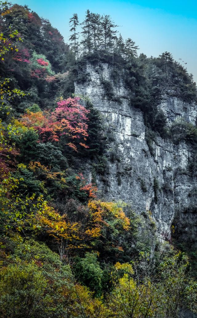 上坝彩林 彩林坝上