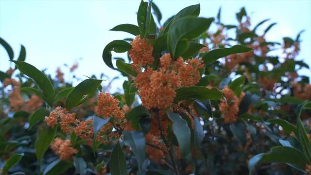 金秋九月，青川的桂花都开了，Pong香！