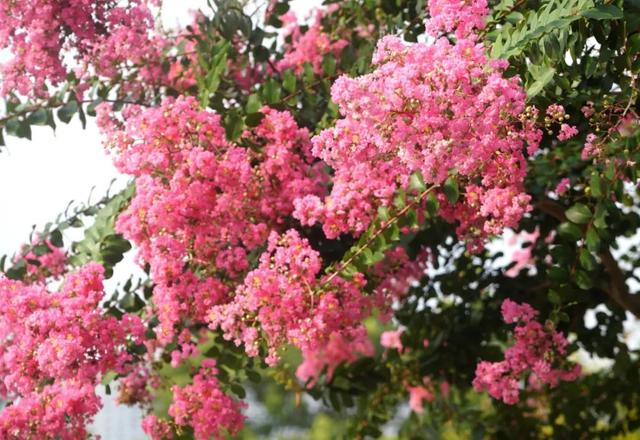 一封来自千岛湖的夏日情书，署名：紫薇花园