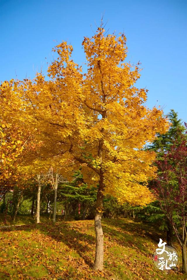 多福山限定！马上出发，奔赴一场绚烂~