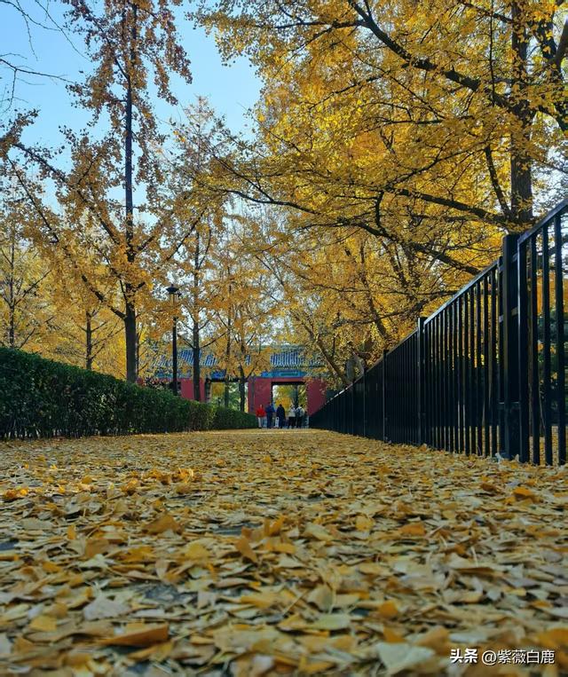 这个秋天，我在地坛