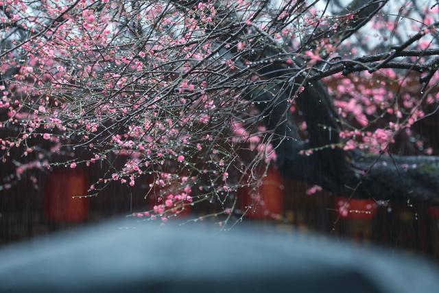 大年初十，春雨中，铁佛寺。一场六瓣梅的告别，看哭了所有人