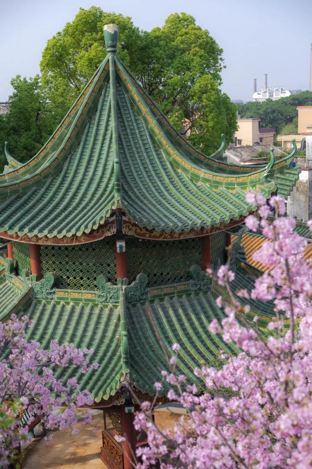 宝墨园请你看樱花啦!文末有粉丝福利→