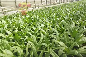 磷酸二氢钾用法，专业为您解答图片