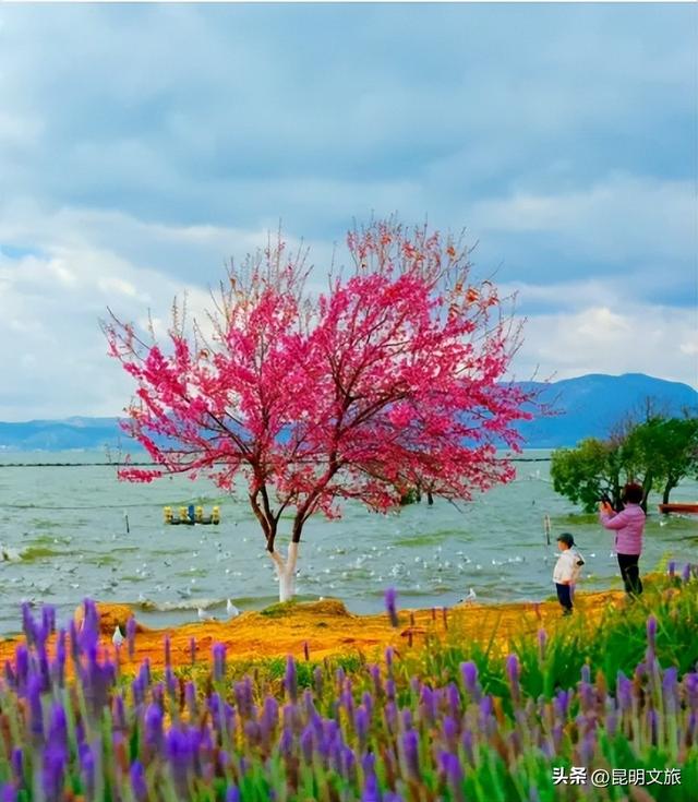 美炸！美炸！全国裹貂我赏樱！昆明最全冬樱赏花攻略来了，周末快冲~