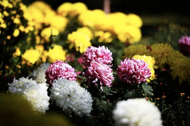 万株菊花争奇斗艳！国家植物园开启最美金秋，攻略——