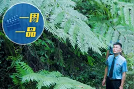 太酷了！“蕨类植物之王”和他们交上了朋友图片